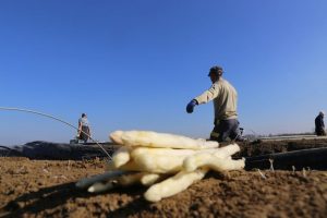 Accidentes laborales de trabajadores agrícolas